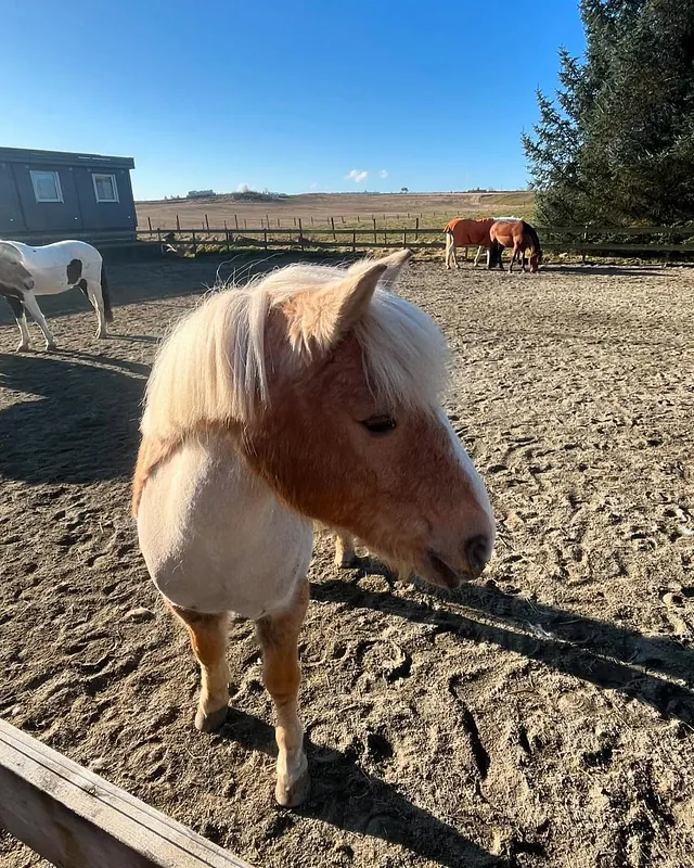 Bilde fra Torvastad Ridesenter